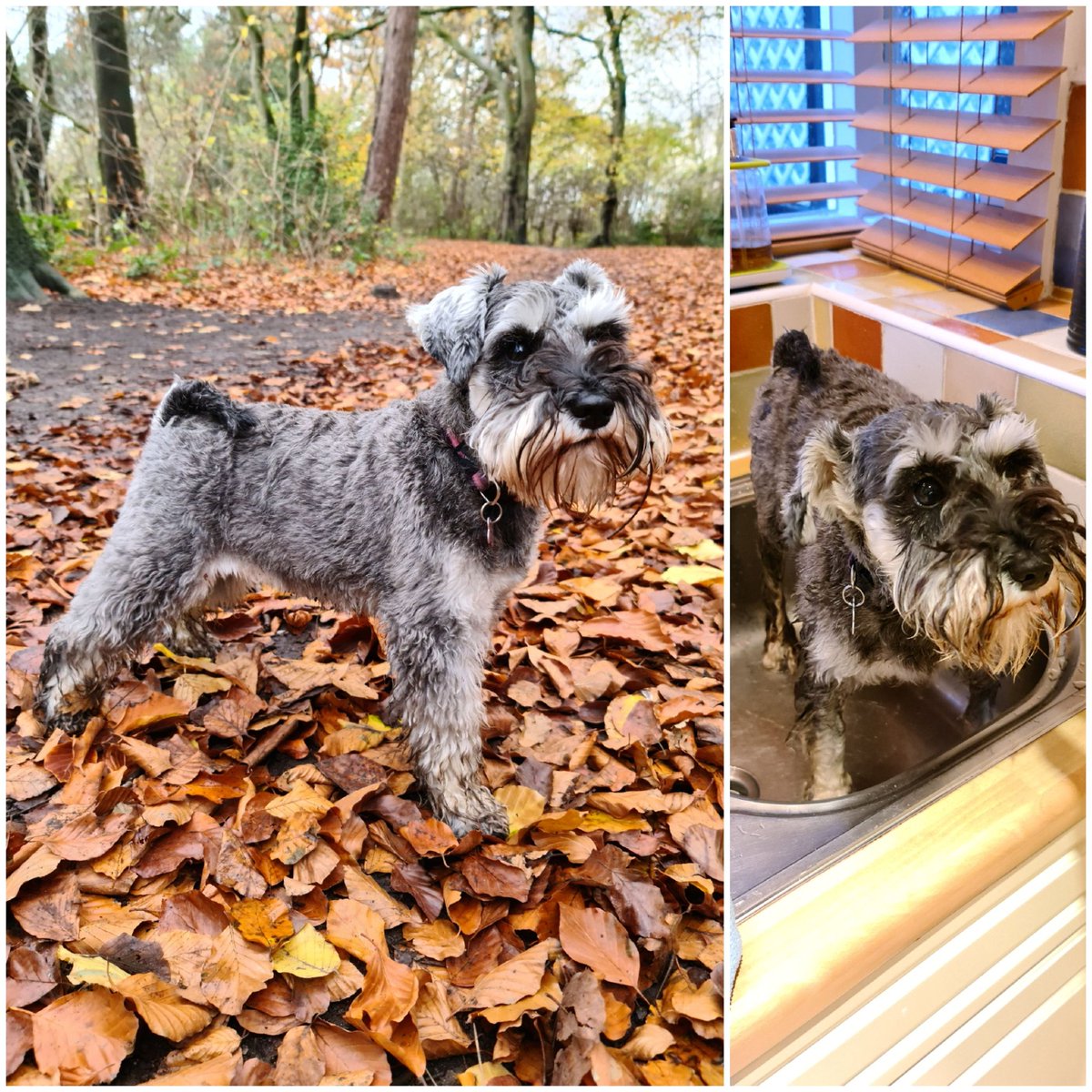 Before and after! 😅🐾🐾