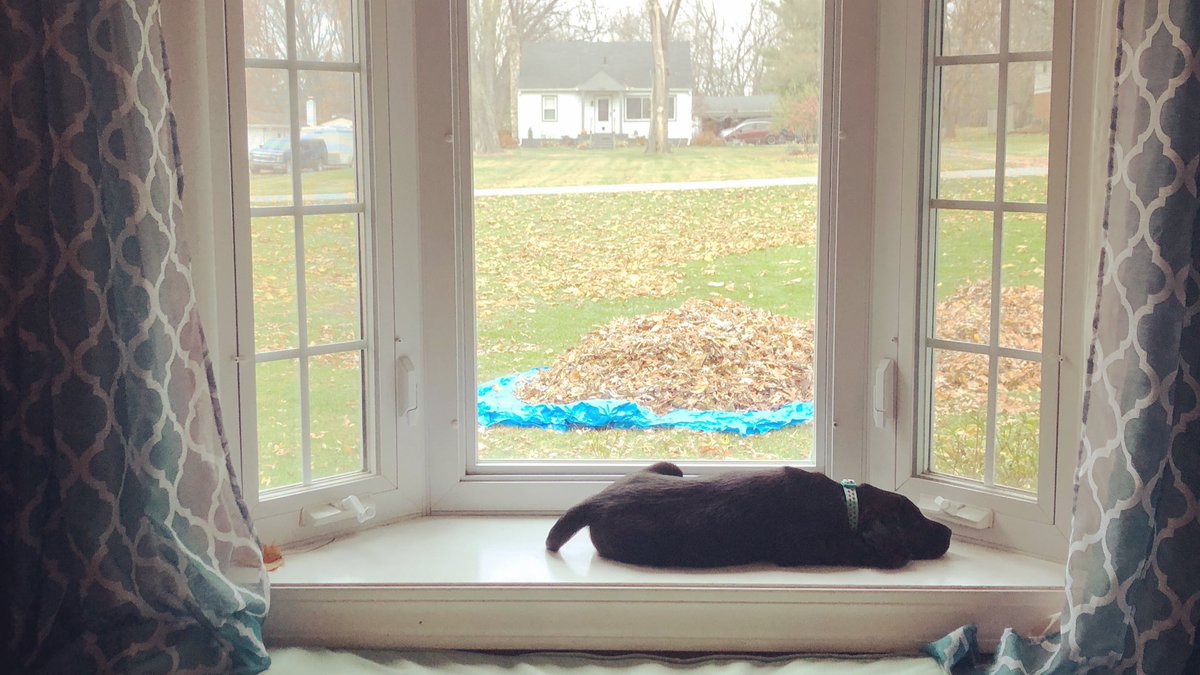 leslie_wells's tweet photo. This little lab won’t fit in the window seat for very long. But she liked it today. #LucyTheLab https://t.co/PZbcRrAiG9