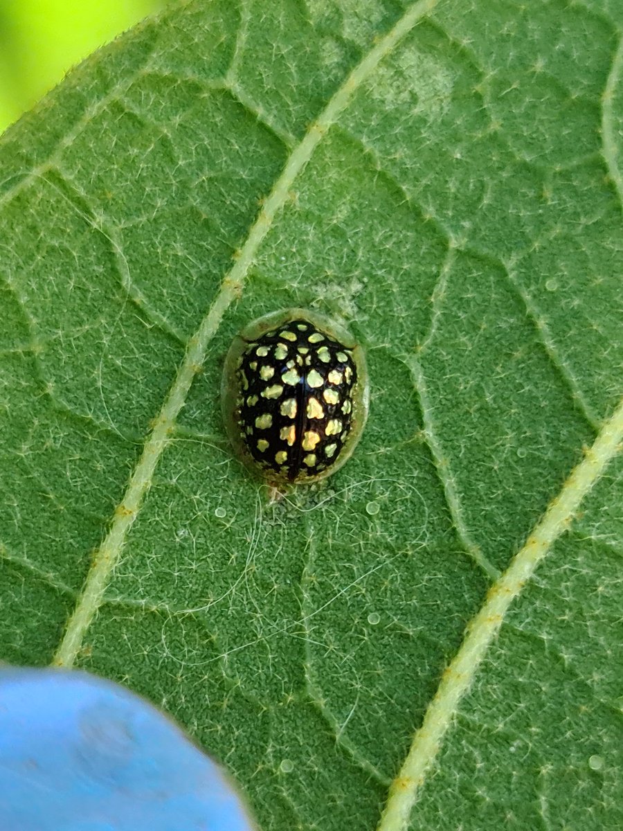 EcoplanetBio's tweet photo. #ECOPLANET🌎♻️✅
Riesgo para las plantas no objetivo de Charidotis auroguttata (Chrysomelidae: Coleoptera), un potencial agente de control biológico de la enredadera de la uña de gato Macfadyena unguis-cati (Bignoniaceae) en Australia
.@HermanPnf
https://t.co/Q7vXSQq8jA https://t.co/iTOUBBWbd1