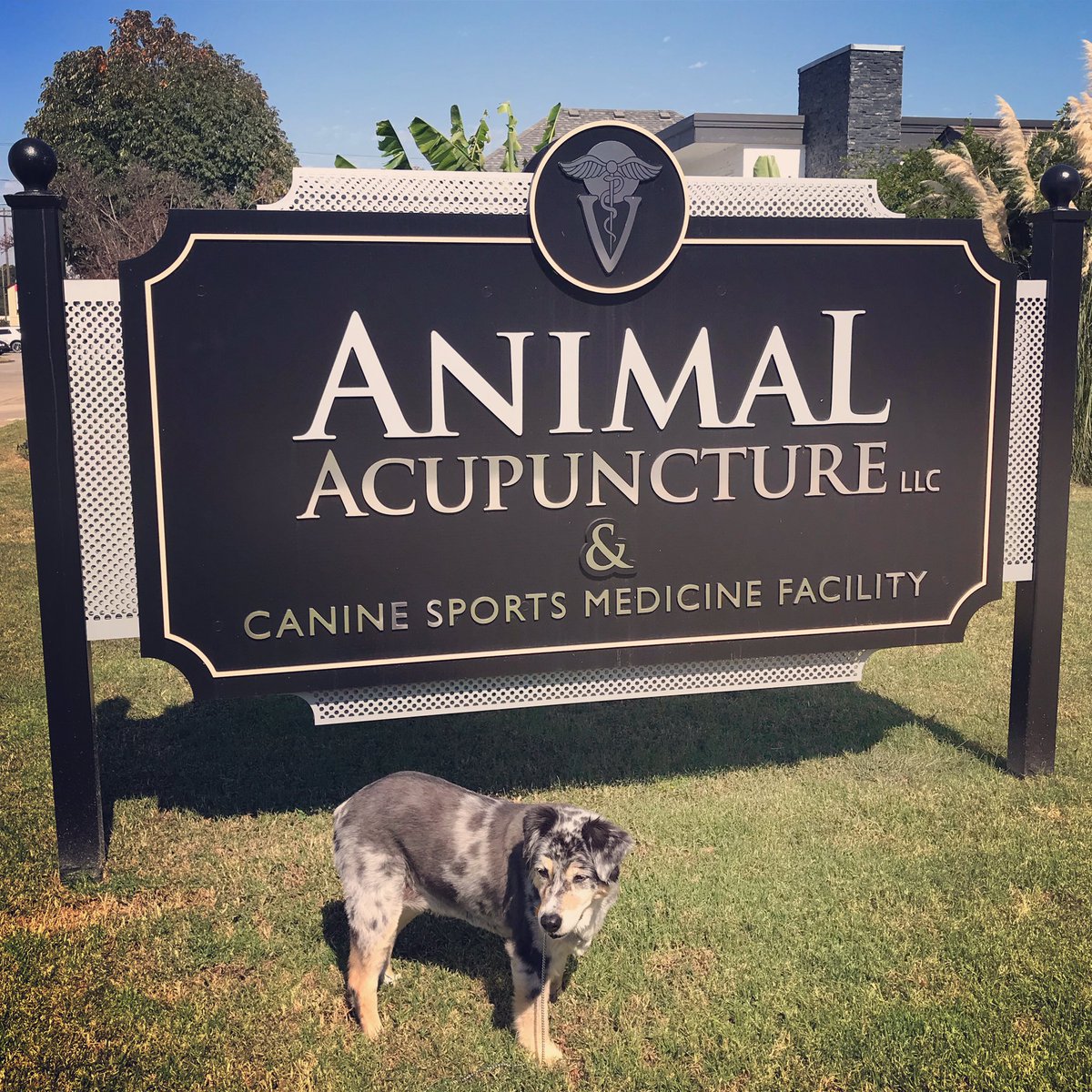 krazeekit's tweet photo. Challenges of being a senior dog...back legs kept giving out so I got to see my favorites at Animal Acupuncture in #Tulsa this week. #animalacupuncture #australianshepherd #tulsapets #kiterrific https://t.co/3jBdb54K8o