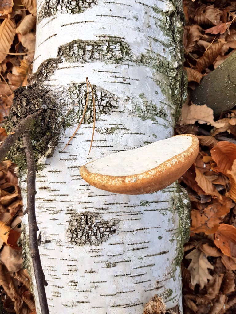 Not 100% sure what this is, anyone? 
Poland
@Britnatureguide #FungiOfTheWorldWeekend @johnmushroom