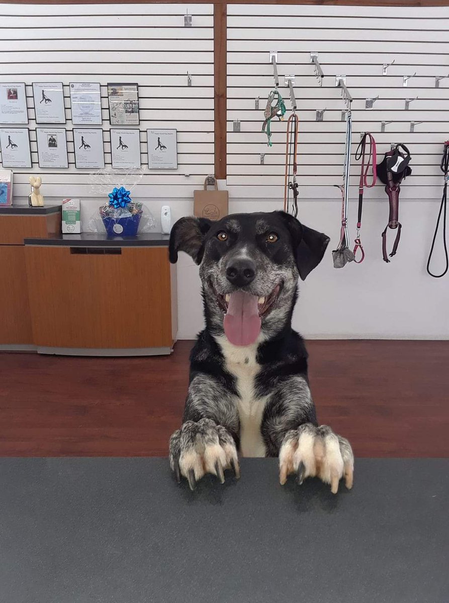The_AutoValet's tweet photo. Our very own mascot @famousvaletdog Auto The Famous Valet Dog #famousvaletdog and sucker for a camera! #PawsitiveStuffFromAuto #k9sforwarriors #igersjax #ilovejax #HappyHoundDogs https://t.co/SeqzUXNzmr