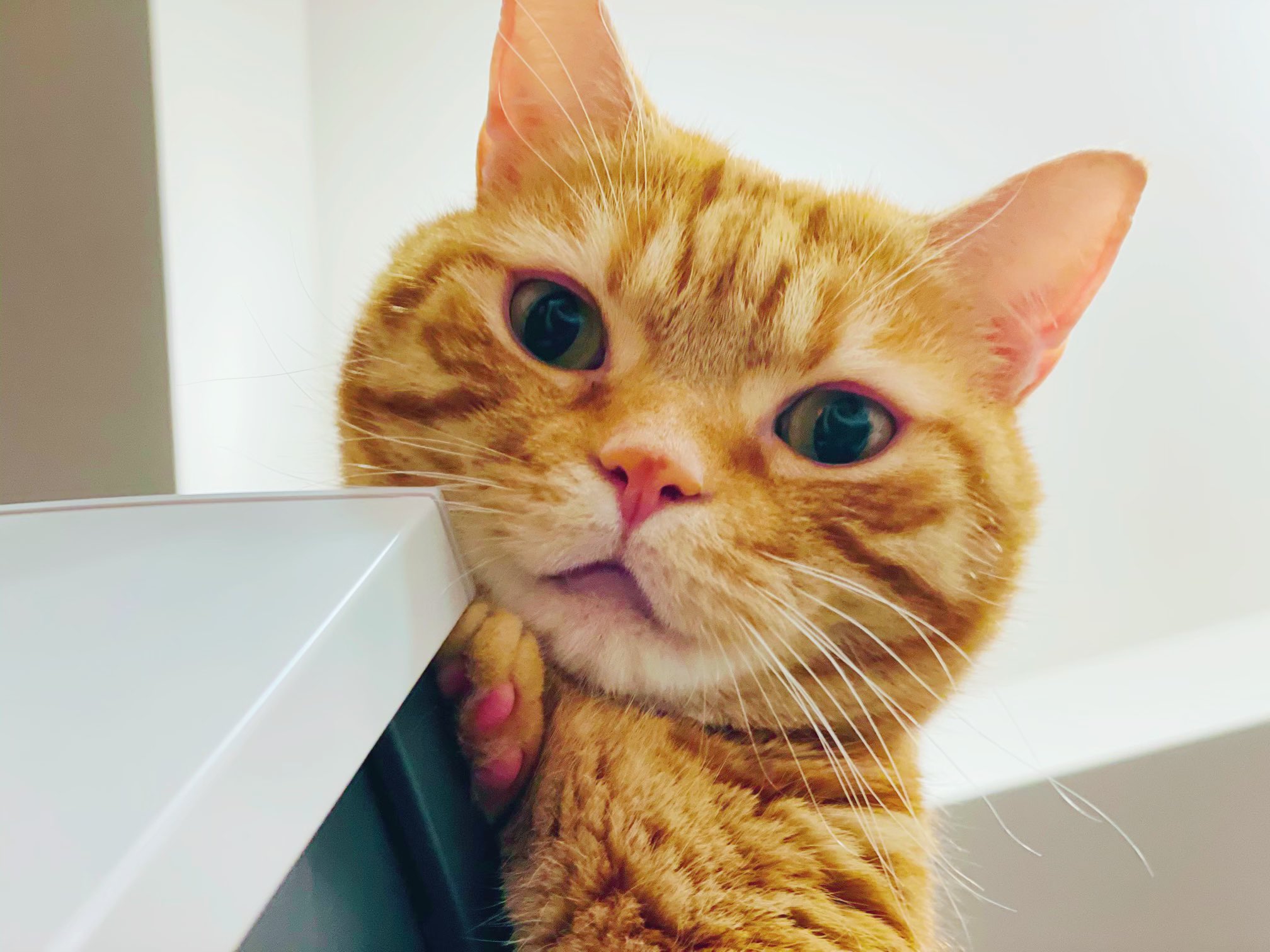 花江 夏樹 Iphone12カメラいいなぁ 止まってるとこなら Twitter画質では一眼とそんなに変わらないかも