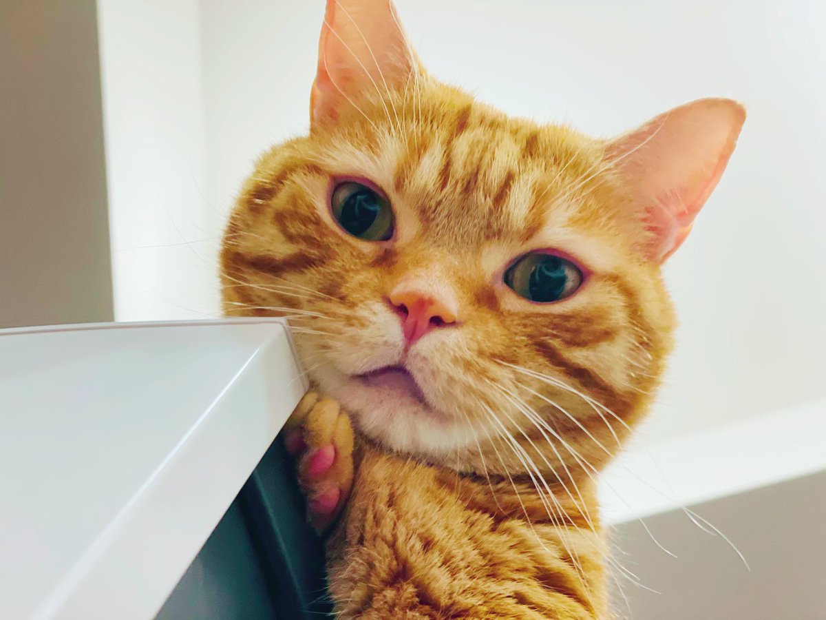 猫botこと声優の花江夏樹さんが撮る猫の写真は何故こんなにも美しいのか Togetter