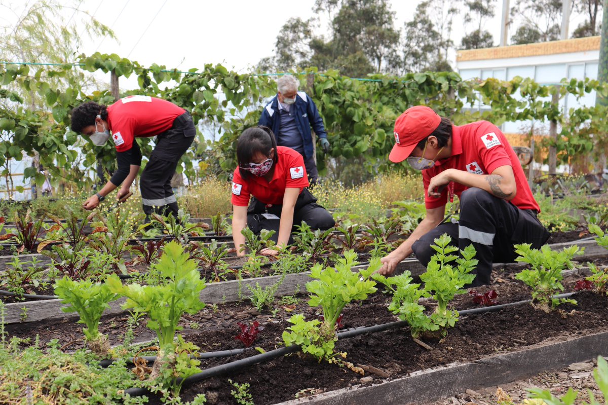 jkepler_ec's tweet photo. Gracias a todos por participar en esta gran iniciativa y por toda la mejor energía a esta 1era Edición de la #Siembratón2020. Agradecemos la participación de @cruzrojaecuador @VitaEcuador @ambientequito @gestionambiente y @PactoGlobalEcua. Inscríbete en https://t.co/Ae9RwwWykp https://t.co/sXQtwCoBV3