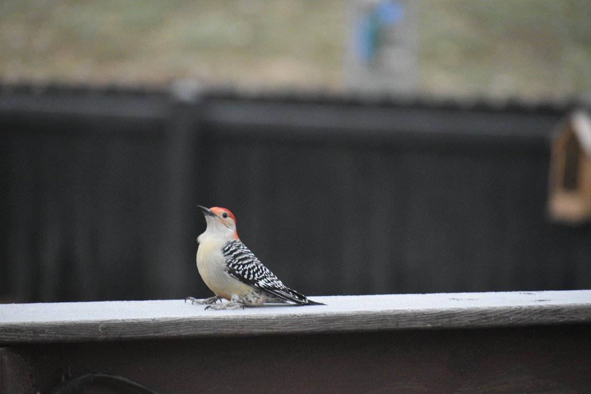 FourLeafClover's tweet photo. We had a visitor this morning! A #RedBelliedWoodpecker ❤️ Yes, I realize he doesn’t have a red belly 🙃 but that’s what he’s called!) #localwildlife #indianawildlife #backyardwildlife https://t.co/5SEbAx355Q