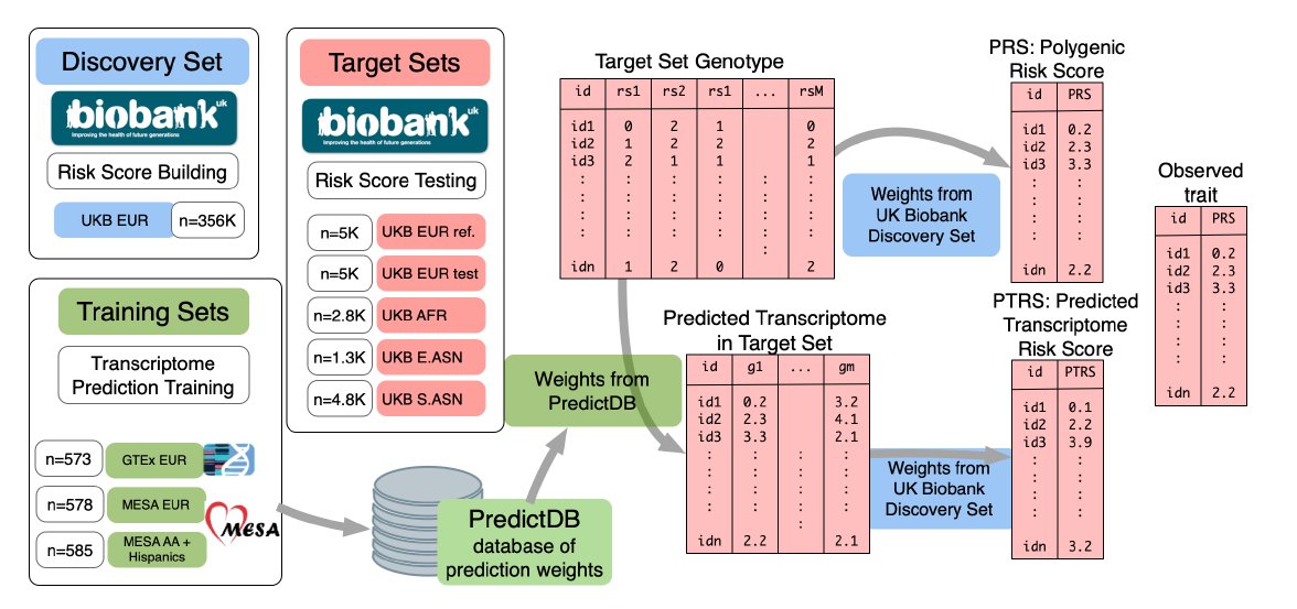 The framework is explained in the diagram. (1) Download existing models from GTEx/similar datasets that predict gene expression based on genetic variants. (2) Take a large sample ("discovery" set) with genotypes/phenotypes. Use it to compute standard PRS based on 2/8