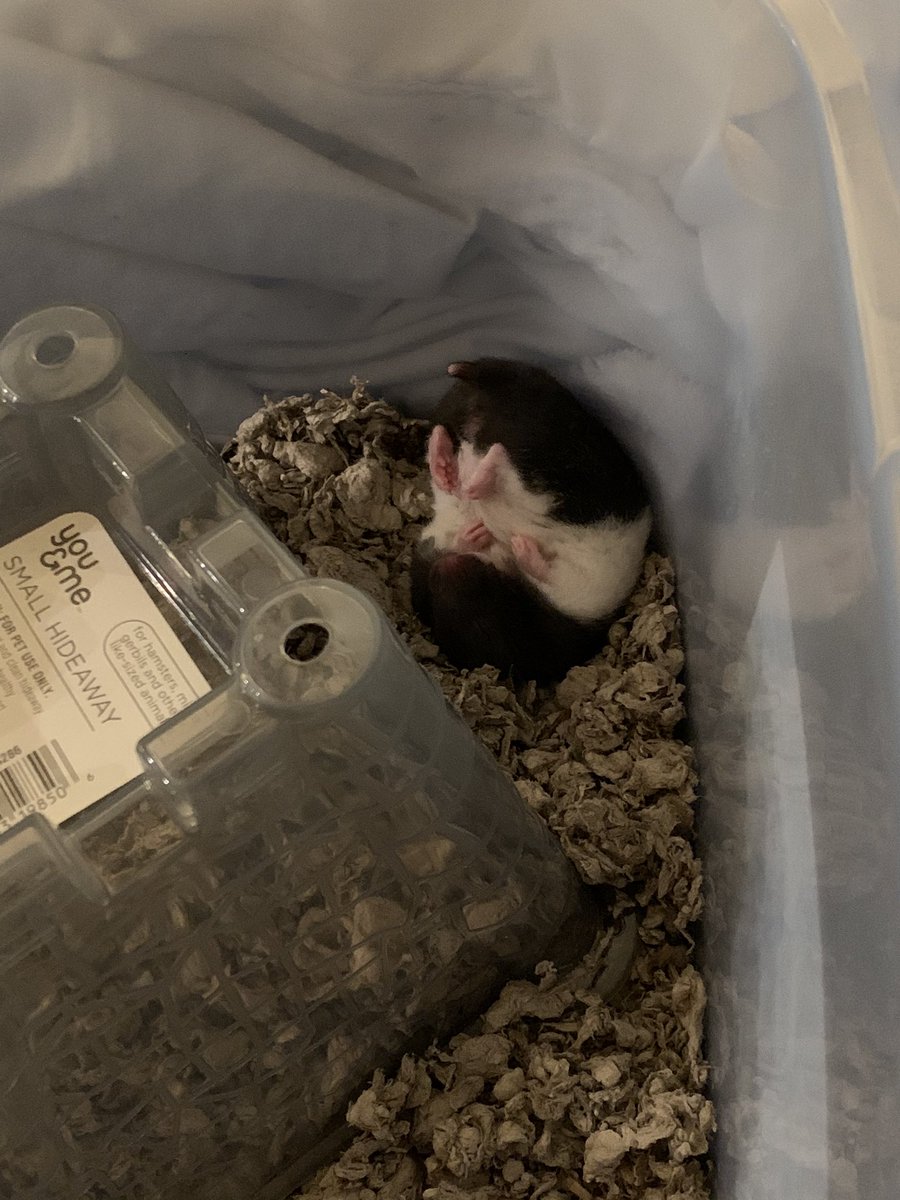 AragonJen's tweet photo. @vlavla My daughters hamster 🐹♥️ https://t.co/mqPoWRqzFa