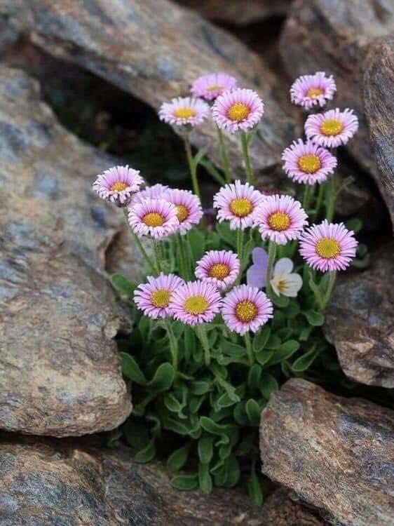 #Zeka,Her İnsanda Bulunur...!
#Ama Vefa...!!!
#Sadece İnsan Olanlarda #Bulunur...!!!♥️🌺🌹