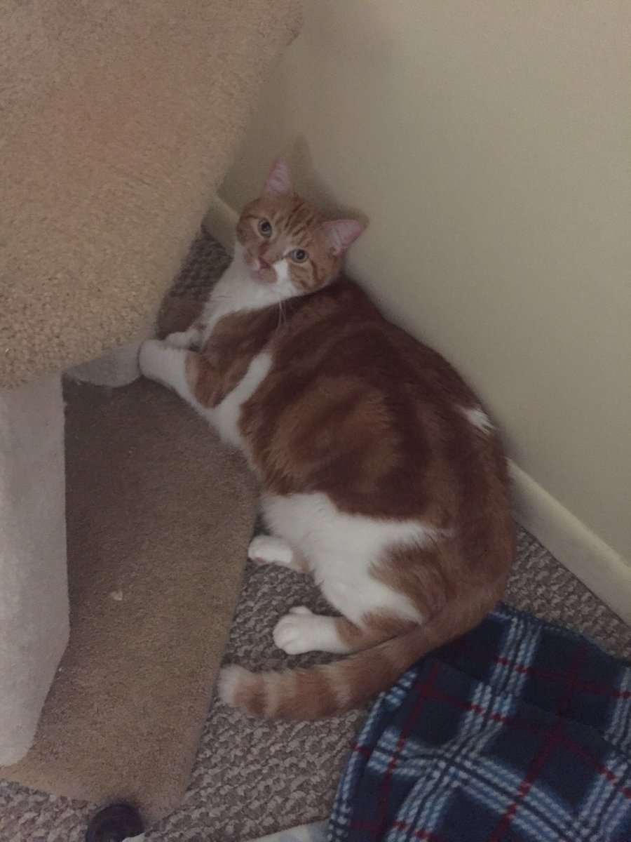 BullPoly's tweet image. New Kitten In The House and Now I'm in Time Out.
#gingerrules #rescuecats #timeout #Caturday #BeKind