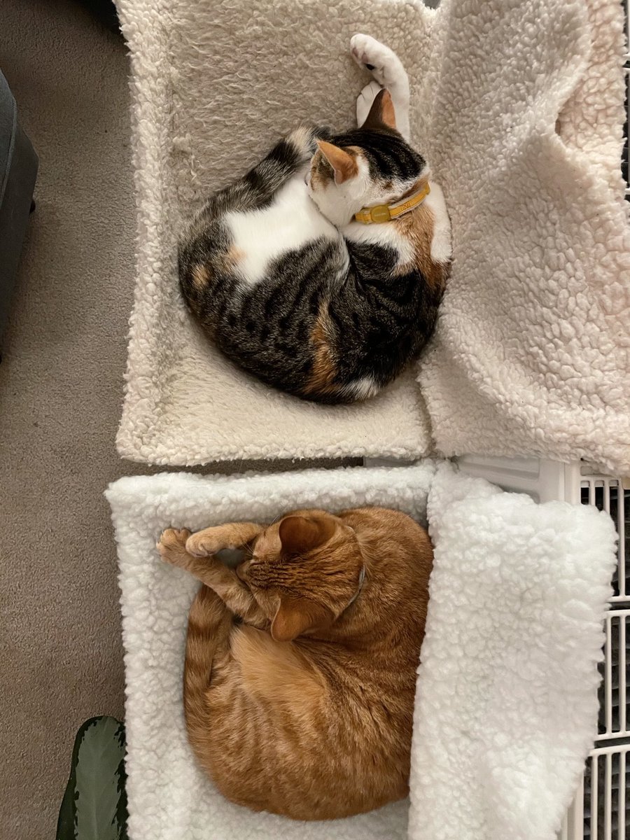 CatCalledBella's tweet photo. We have a new radiator bed! Equality is here at last!! #Caturday #cosycats https://t.co/nD00XG2li6