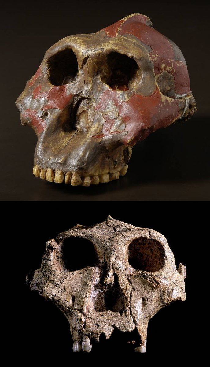 electrobleme's tweet photo. Rapid human evolution evidence and Homo Platypus: More evidence suggesting that human evolution can happen relatively very quickly. Perhaps changes to lifeforms can be nearly instantaneous and it is not linear, more episodal? Can you get a wide variety… https://t.co/B5TVaVSntd https://t.co/8whSwrX70C