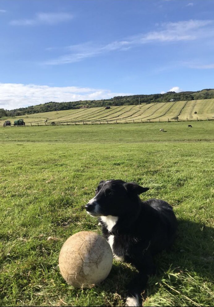 thompsonnlaura's tweet photo. @IrishGrassland #igafbdstudent 🌱 https://t.co/DH73XFqwZG