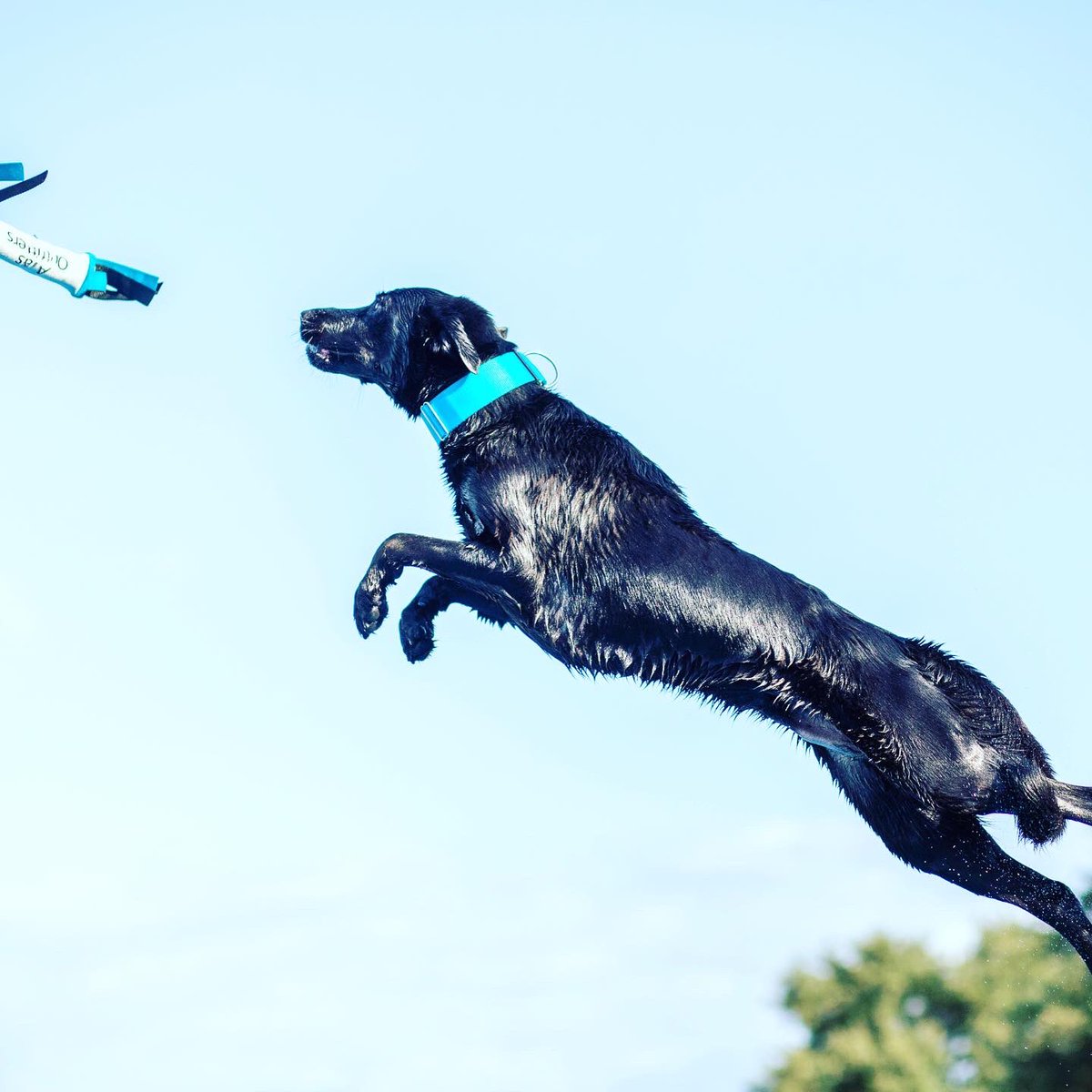 acupuncturedvm's tweet photo. We are so proud to be a part of Jaxon’s health care team. He had an amazing dock diving season this year! #dockdiving #caninechiropractic https://t.co/fcAqFXbdUJ