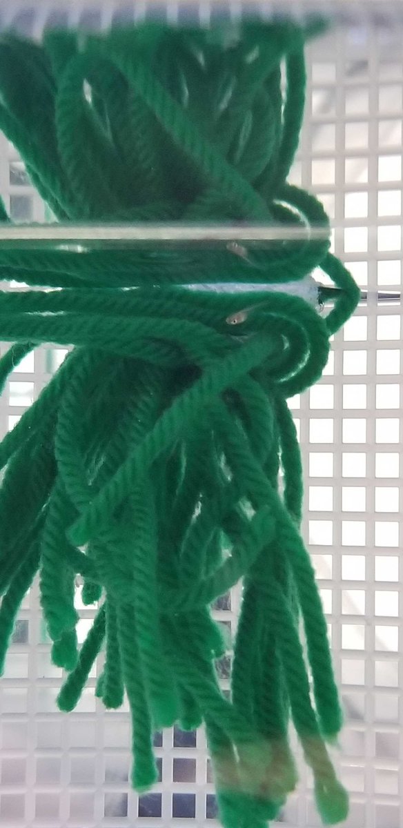 SteinLabOU's tweet photo. Today @LauraStein09 found a baby using a yarn mop and we have to share the cuteness of a brand new baby using enrichment https://t.co/2d8zfBO6Oq