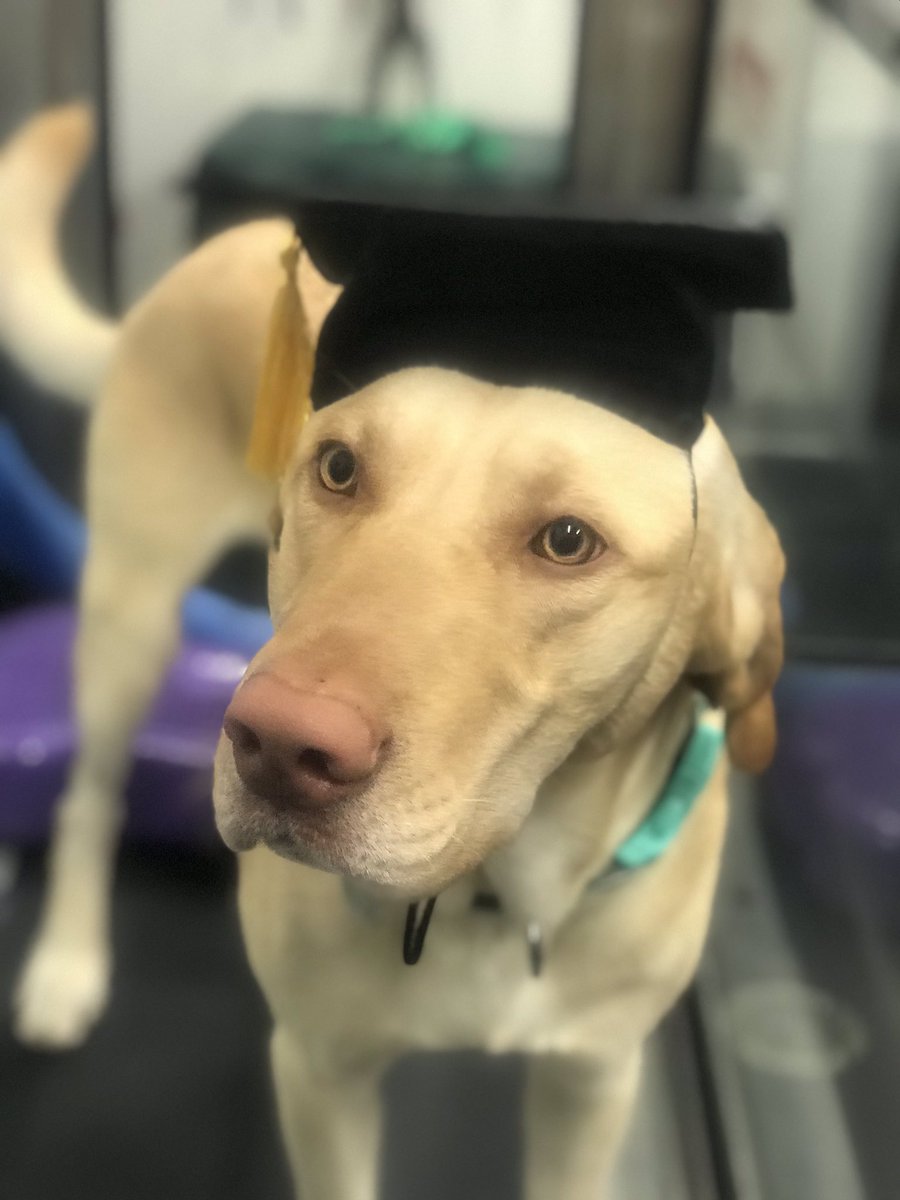acupuncturedvm's tweet photo. Finn graduated! #caninecruciateinjury #caninerehab #tplo #canineacupuncture #labrador https://t.co/q3f1F6HNna