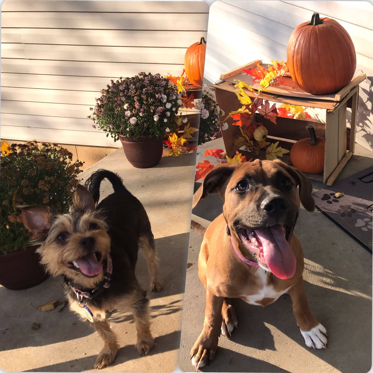 jaymahre's tweet photo. @EliseFiction I just got a another puppy a few months ago and it just added to my stress lol but I love them both https://t.co/bezTZIwoLx