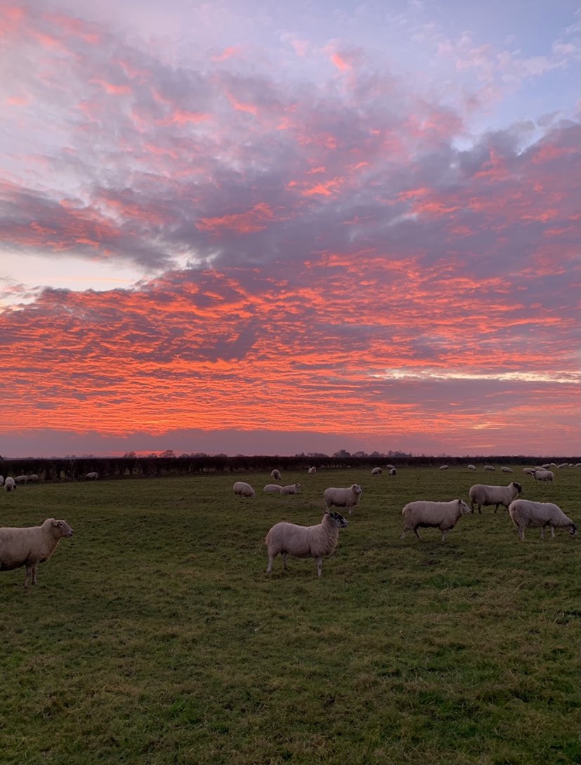 Brownsvilleted's tweet photo. A post no one asked for...sheep at sunset/sunrise https://t.co/HbsoeZDhff