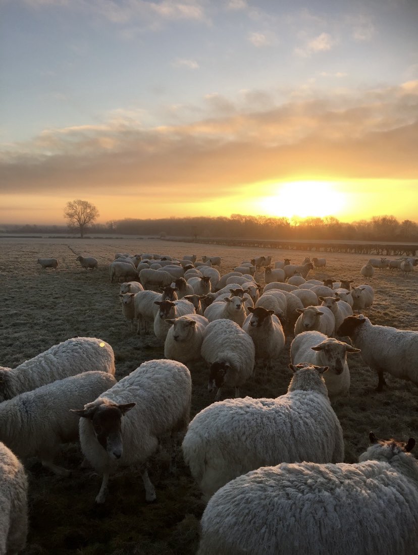 Brownsvilleted's tweet photo. A post no one asked for...sheep at sunset/sunrise https://t.co/HbsoeZDhff