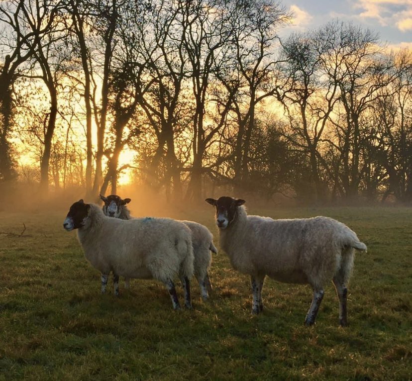 Brownsvilleted's tweet photo. A post no one asked for...sheep at sunset/sunrise https://t.co/HbsoeZDhff