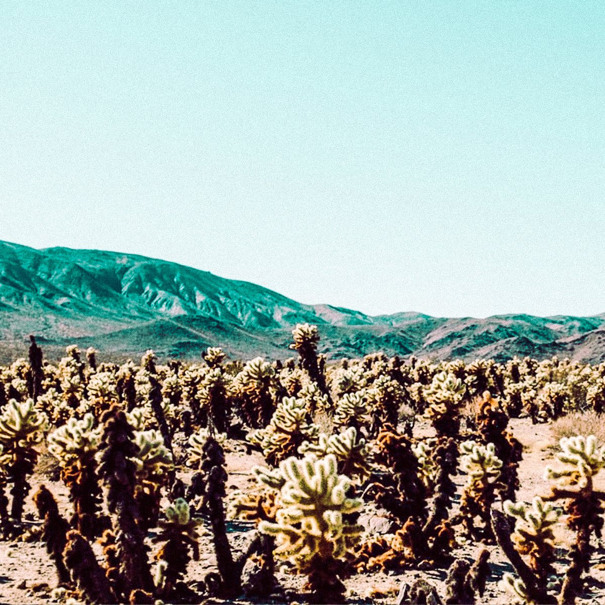 The Secret Tours - Joshua Tree tweet media