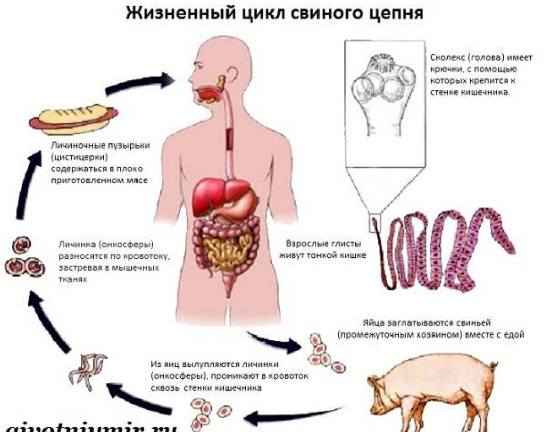 Жизненный цикл свиного солитера схема
