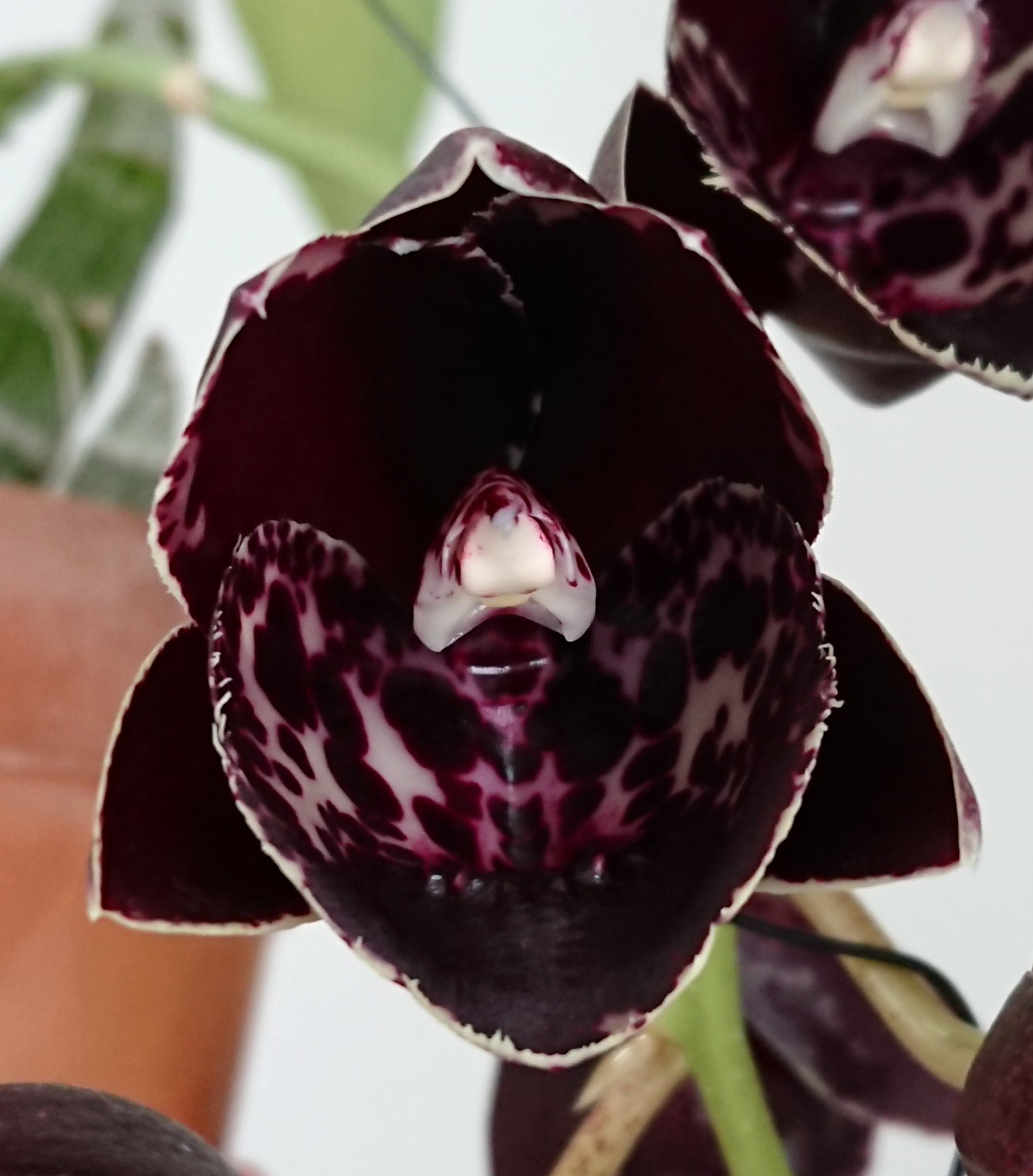 Pure Waterオーキッド 念願のタケノコ系が初開花 ダウトレスは Fdkでは珍しいピンク花が咲く交配で ピンクを期待して実生苗を育ててました そして 初花は 黒花 リップのダルメシアン模様が目立つ面白い花でしたっ ピンク花でなくﾁｮｯﾄ残念ですが