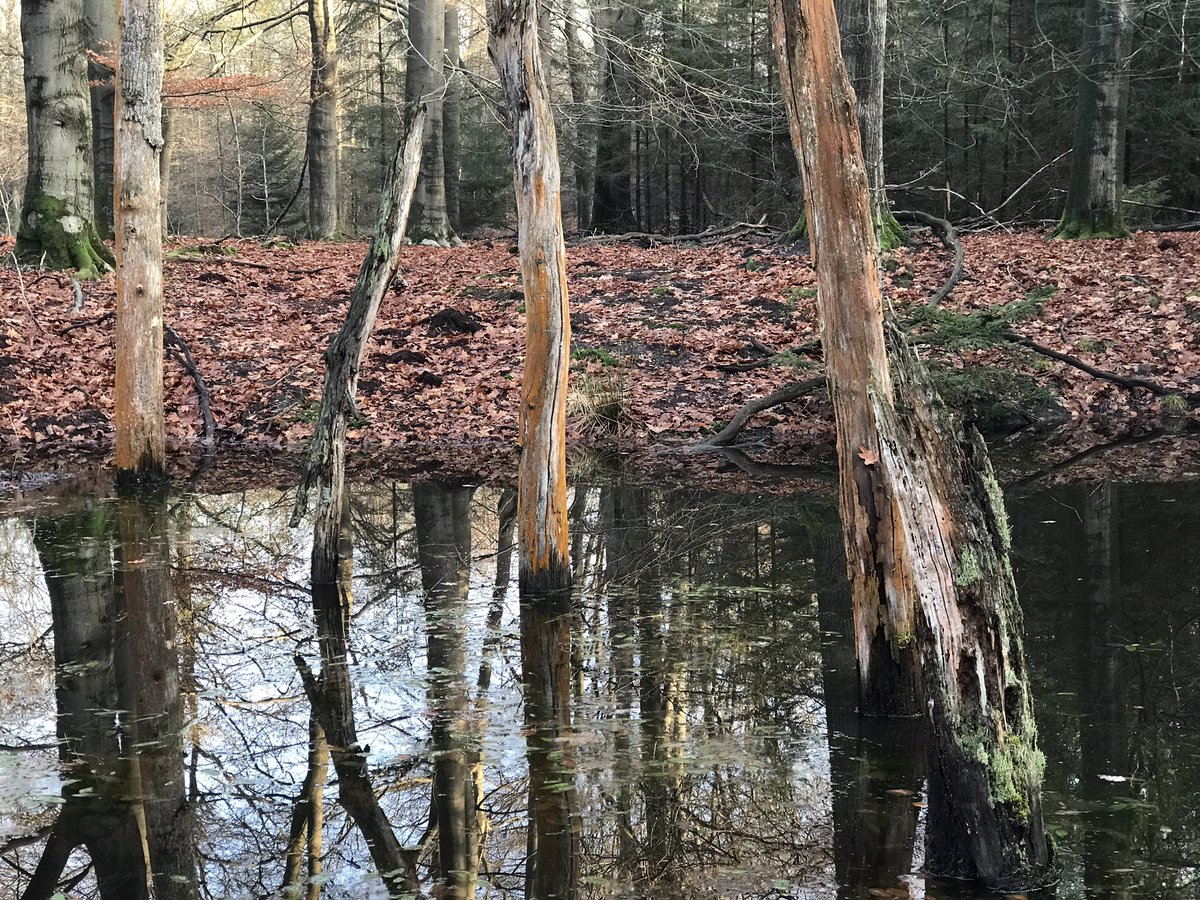 Stadsecoloog's tweet photo. #zwerven #veluwe #fatbike https://t.co/GBSm1w7wm9
