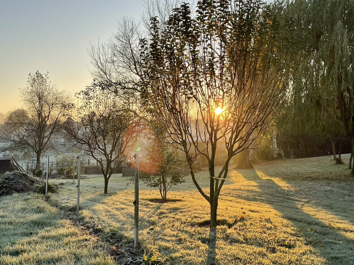 Lovely colours this morning with the sun rising behind the apple trees. 😎 #wintermornings