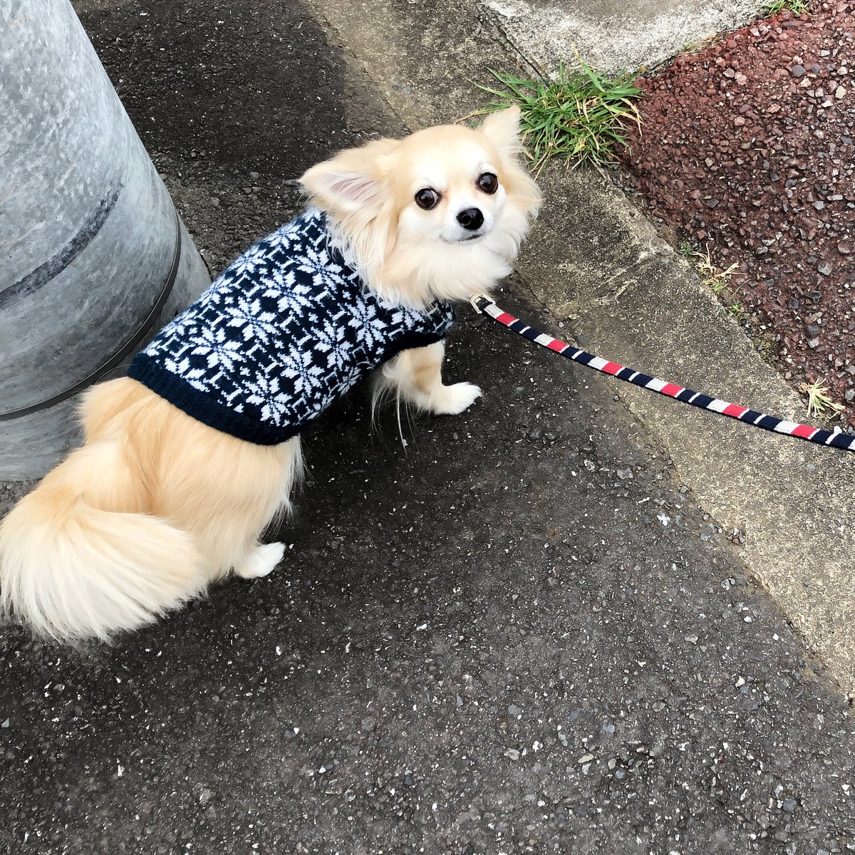 散歩嫌い犬 散歩嫌い犬