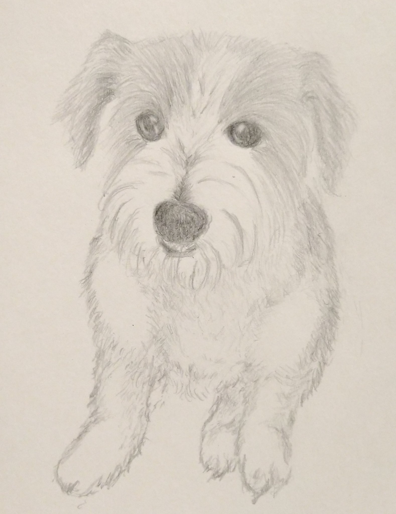 Dodo 初 犬のスケッチ練習 まだ途中ですが 難しい お絵描き 犬イラスト 犬絵 スケッチ練習 鉛筆 T Co Zbqfh1yn2t Twitter