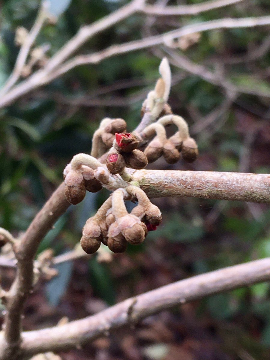 bethan_gardener's tweet photo. #BudWatch: The first #Hamamelis breaking through, the shrub is totally covered with buds. Lots of racemes on #Stachyurus salicifolius too. #Daphne bholua flowering despite recent transplant. #Sarcococca confusa scent soon. #gardening #Brantwood #LakeDistrict #Ruskin #WinterGarden https://t.co/BmgBUbd9F6