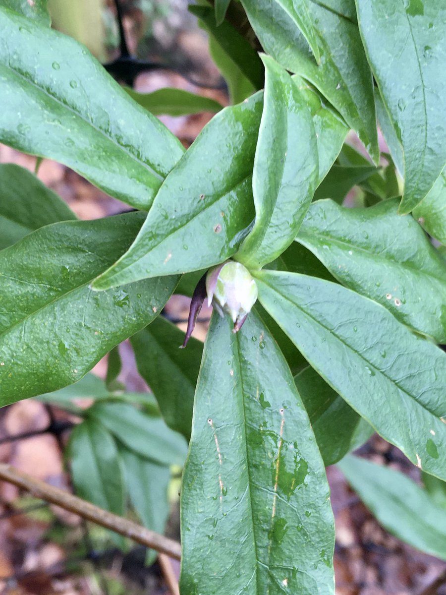 bethan_gardener's tweet photo. #BudWatch: The first #Hamamelis breaking through, the shrub is totally covered with buds. Lots of racemes on #Stachyurus salicifolius too. #Daphne bholua flowering despite recent transplant. #Sarcococca confusa scent soon. #gardening #Brantwood #LakeDistrict #Ruskin #WinterGarden https://t.co/BmgBUbd9F6