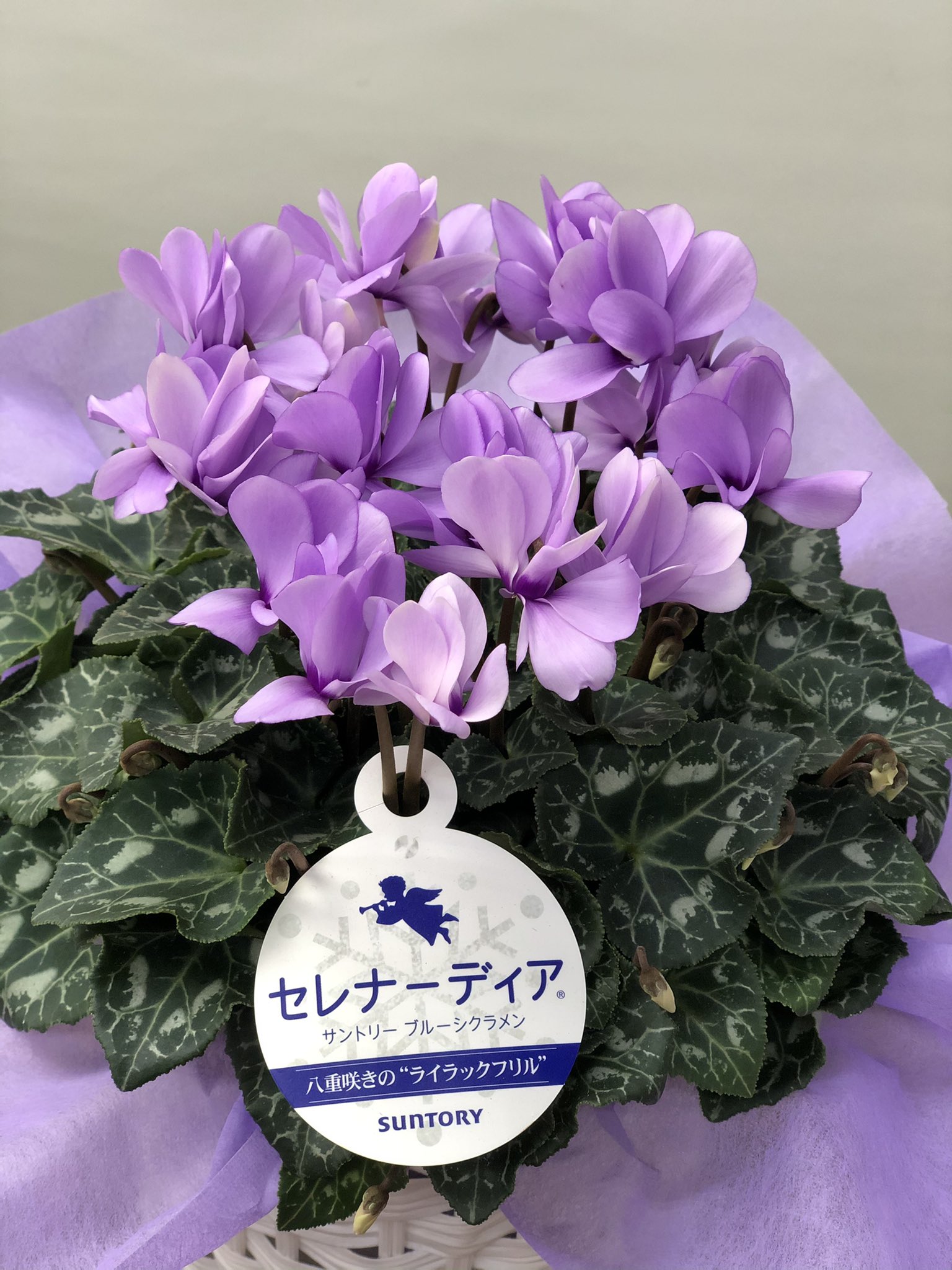 花空間 冬の花鉢の定番 シクラメン 花空間では希少な ブルーシクラメン が入荷しましたよ セレナーディア という品種の中から アロマブルー と ライラックフリル 寒い冬を暖かく彩る嬉しいお花です 花空間 フラワーショップ 名古屋市北区 花鉢