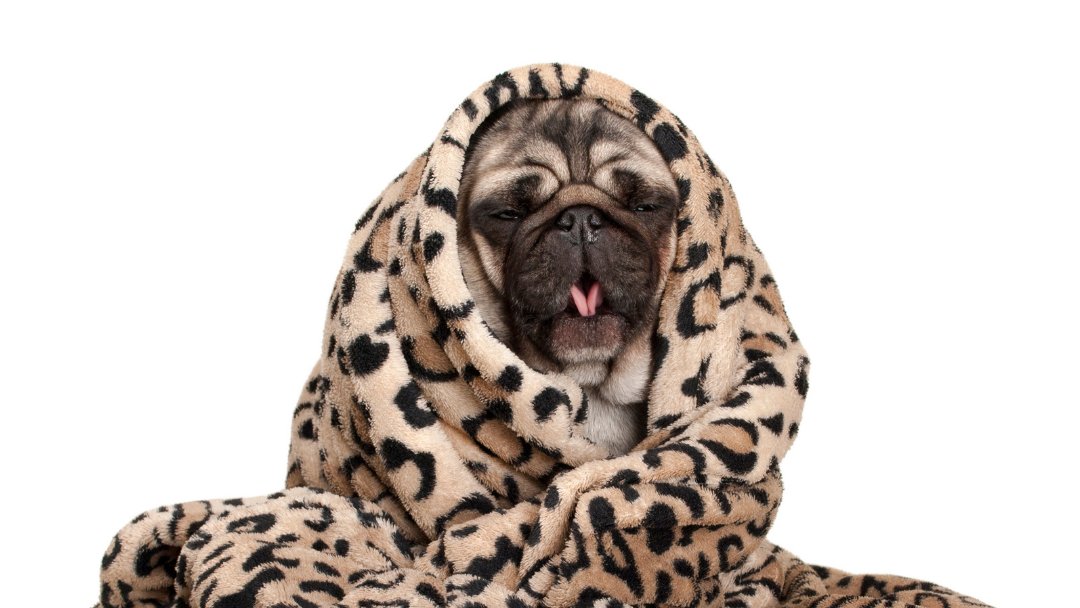 SchizophreniaAB's tweet image. Brrrr… Winter is coming soon. Put on a fuzzy sweater, get your favourite blanket and stay warm everyone! #SSACares #Puglife #fuzzyblanket