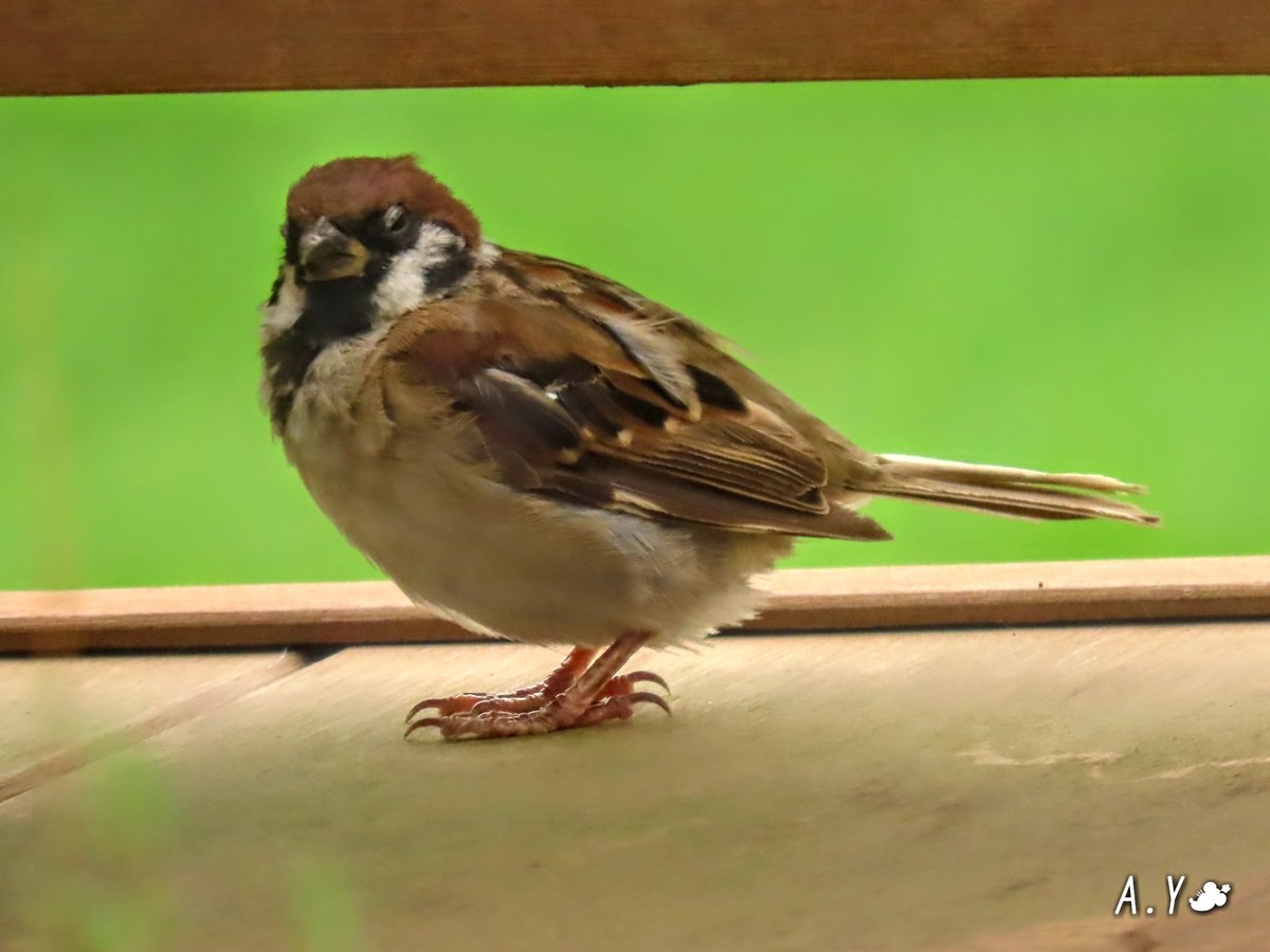 yumeasutw's tweet photo. ある日の、お昼下がりの雀さん🐦
ウッドデッキに遊びに来た雀さん🐦
隙間からひょっこり姿を現し、辺りをキョロキョロ。
暫くすると、瞼が重くなってきてウトウト気持ち良さそうです🐦💤
#スズメ #雀 #Sparrow
#野鳥 #bird
#昼下がり
#afternoon
#a2020 #a1129 #a202011 #a2020115 https://t.co/1Px8EhmwLE
