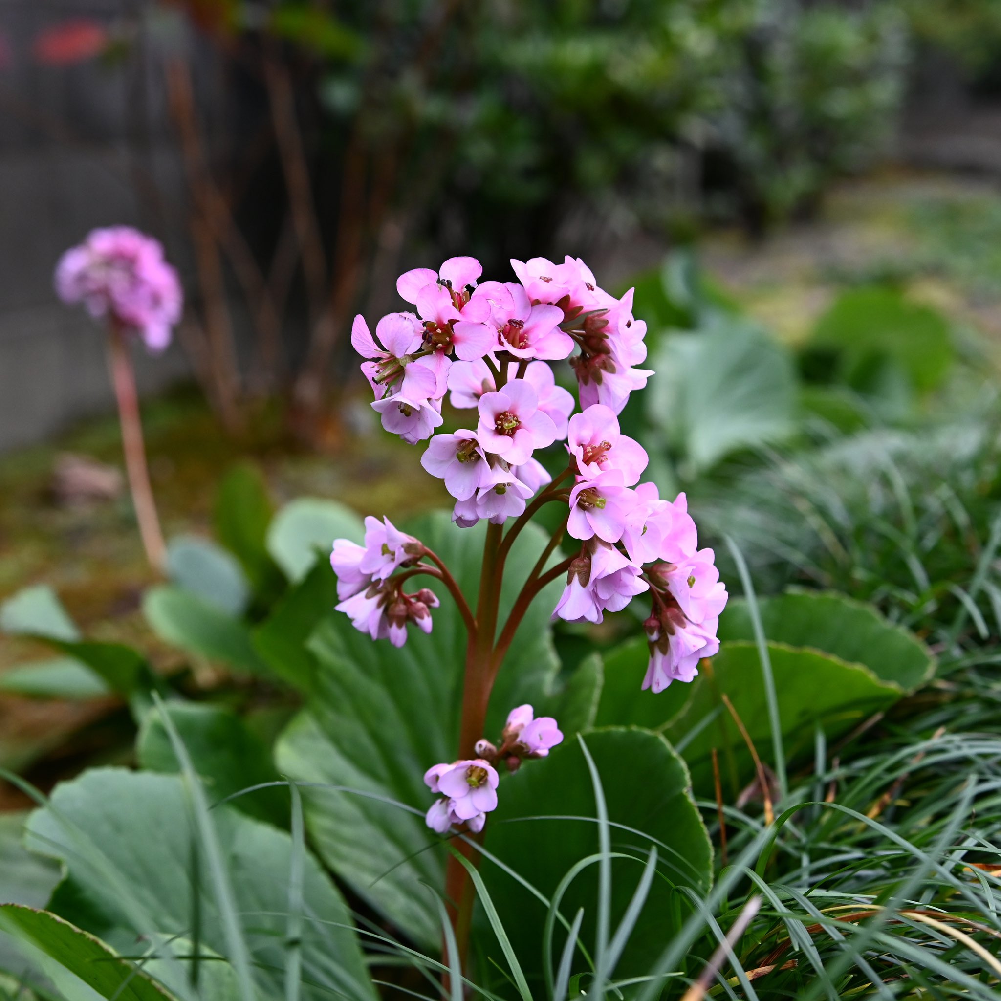 Sthkzn ヒマラヤユキノシタ 名前の通りヒマラヤ原産 本来は3月頃に咲くはずですが 狂い咲きでしょうか 薄いピンクの可愛い花です ヒマラヤユキノシタ ベルゲニア 庭 Bergenia Bergeniastracheyi Mygarden T Co t6saxdgm Twitter