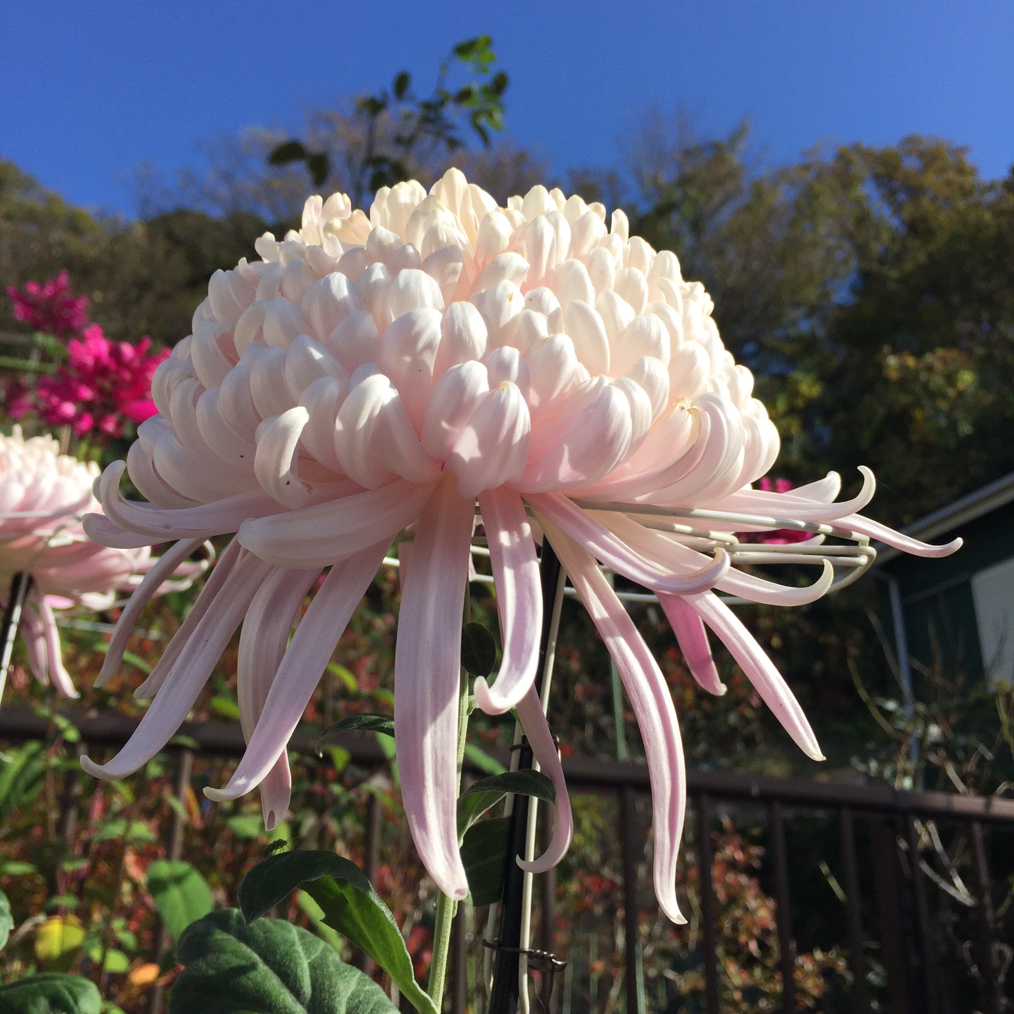 Masashi 近所に咲いていた大菊の厚物 A Chrysanthemum Flower That Was Blooming In My Neighborhood 菊 大菊 大菊の厚物 花 Chrysanthemum Flower Blume Fleur Flora Flowerlover 花が好き 白い花 ピンク色の花 秋の花 秋 11月 Fall