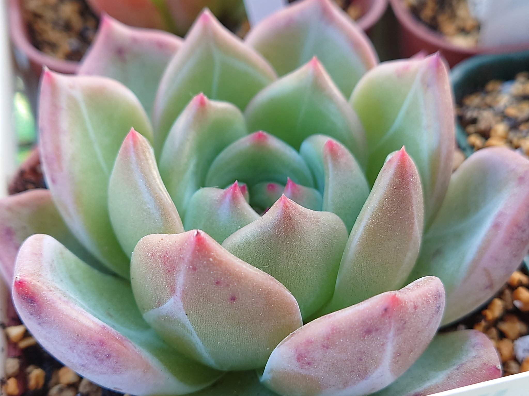 Twitter এ もち 多肉植物 シャーロット アンナ ムーンストーン ティッピー T Co Yp1pukldus ট ইট র