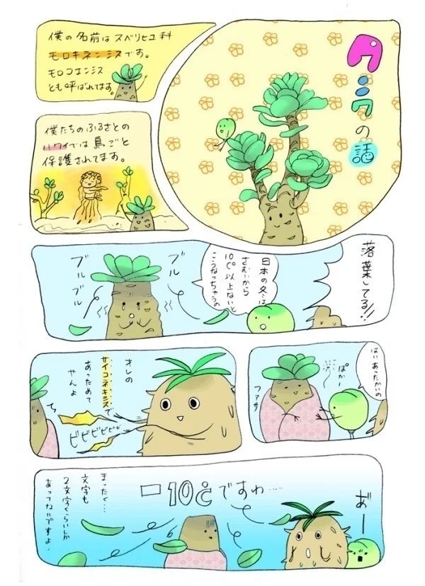 いい多肉植物の日と言うことらしいので多肉の漫画を置いておきます〜
多肉植物の楽しさとか可愛らしさ、その深さが伝わるといいね〜!!
日本多肉や国際多肉でも勉強できるよ!
#いい多肉の日 