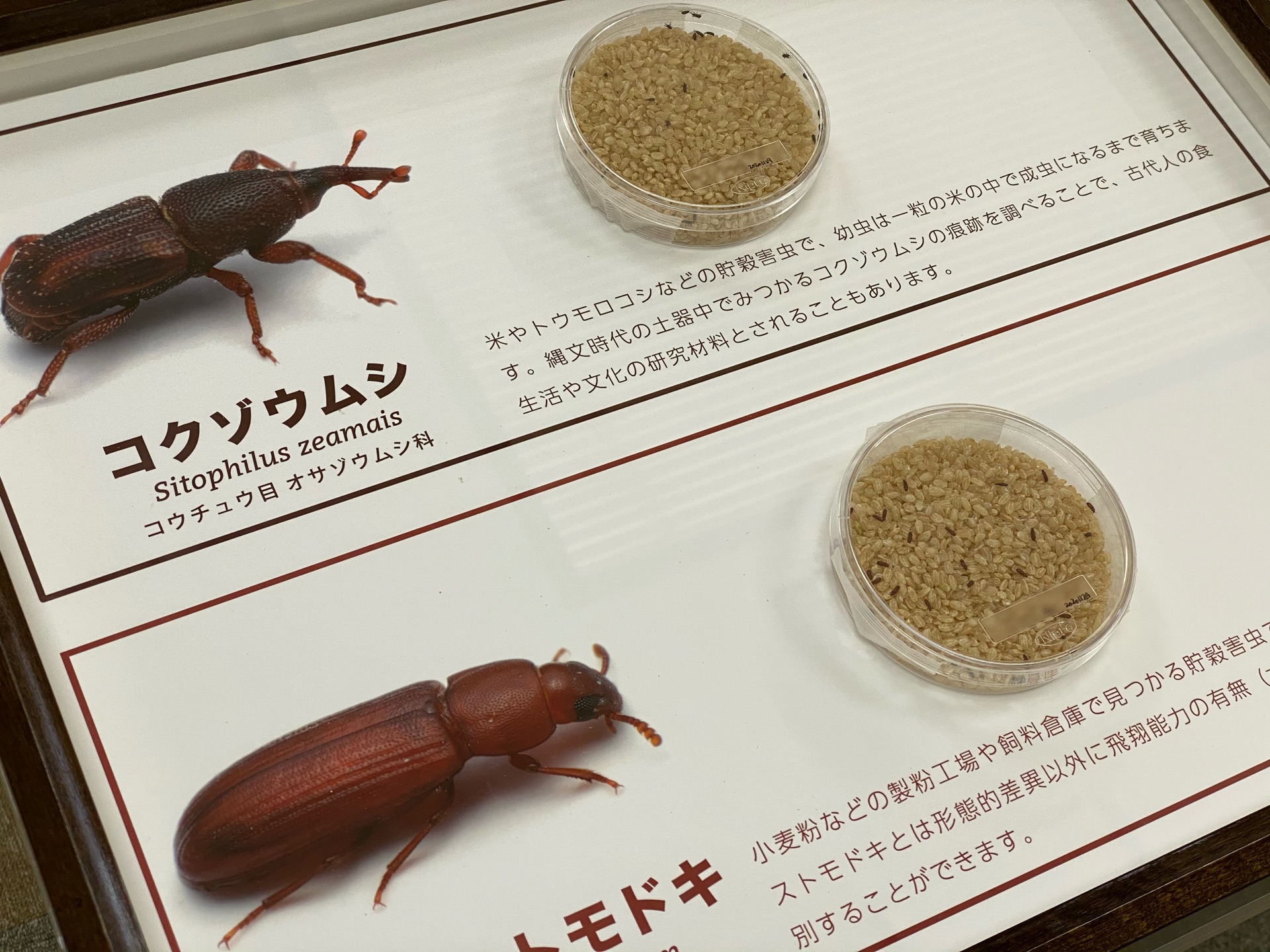 ピン セイダイ Nagashima Seidai ドイツ式標本箱での昆虫の生体展示に コクゾウムシさんとコクヌストモドキさんの貯穀害虫コンビ そしてムネアカオオアリさんとキイロヒメアリさんの巨大 Amp 極小アリコンビを出した 虫体が小さいので展示にルーペを