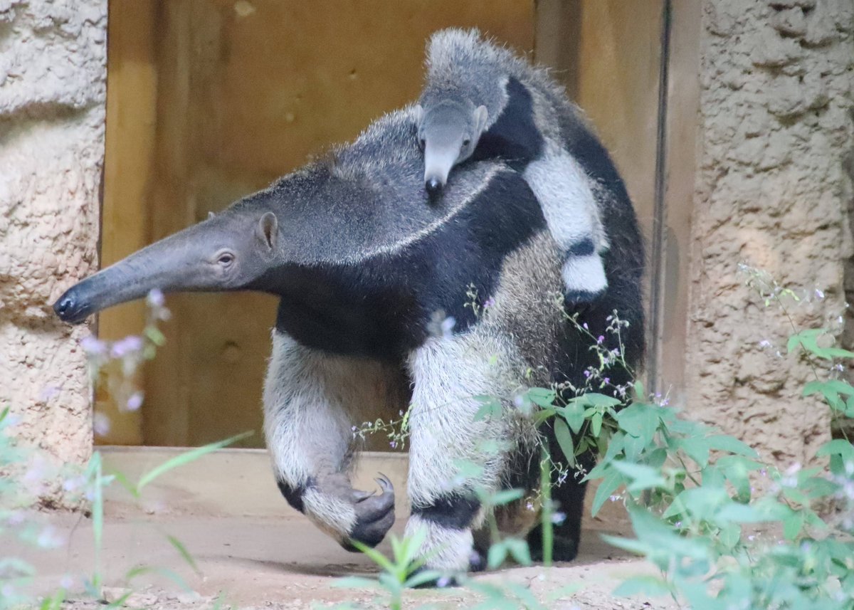 Images Of アリクイ Japaneseclass Jp