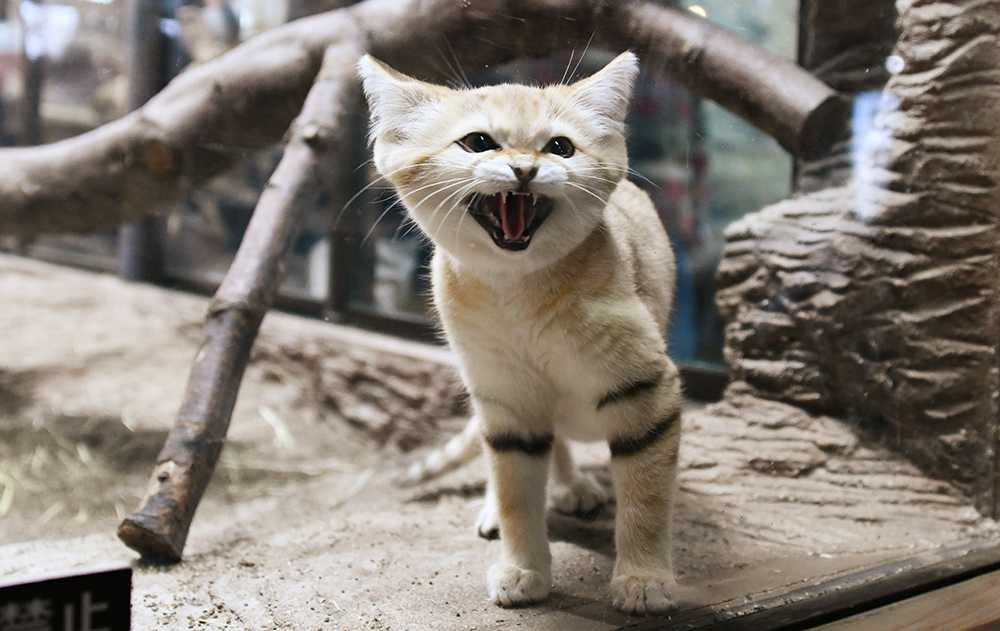 背景資料写真家かさこ 無料画像毎日投稿 那須どうぶつ王国のスナネコがかわいすぎる 今なら４頭の子供たちがみれます 動画もあり T Co Ukqotfouxh T Co Hxl6z1hrfl T Co P7xlmx3ga8 スナネコ 那須どうぶつ王国 猫好きさんと