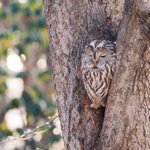 フクロウの癒し画像!ちっちゃな足に注目・かわいい