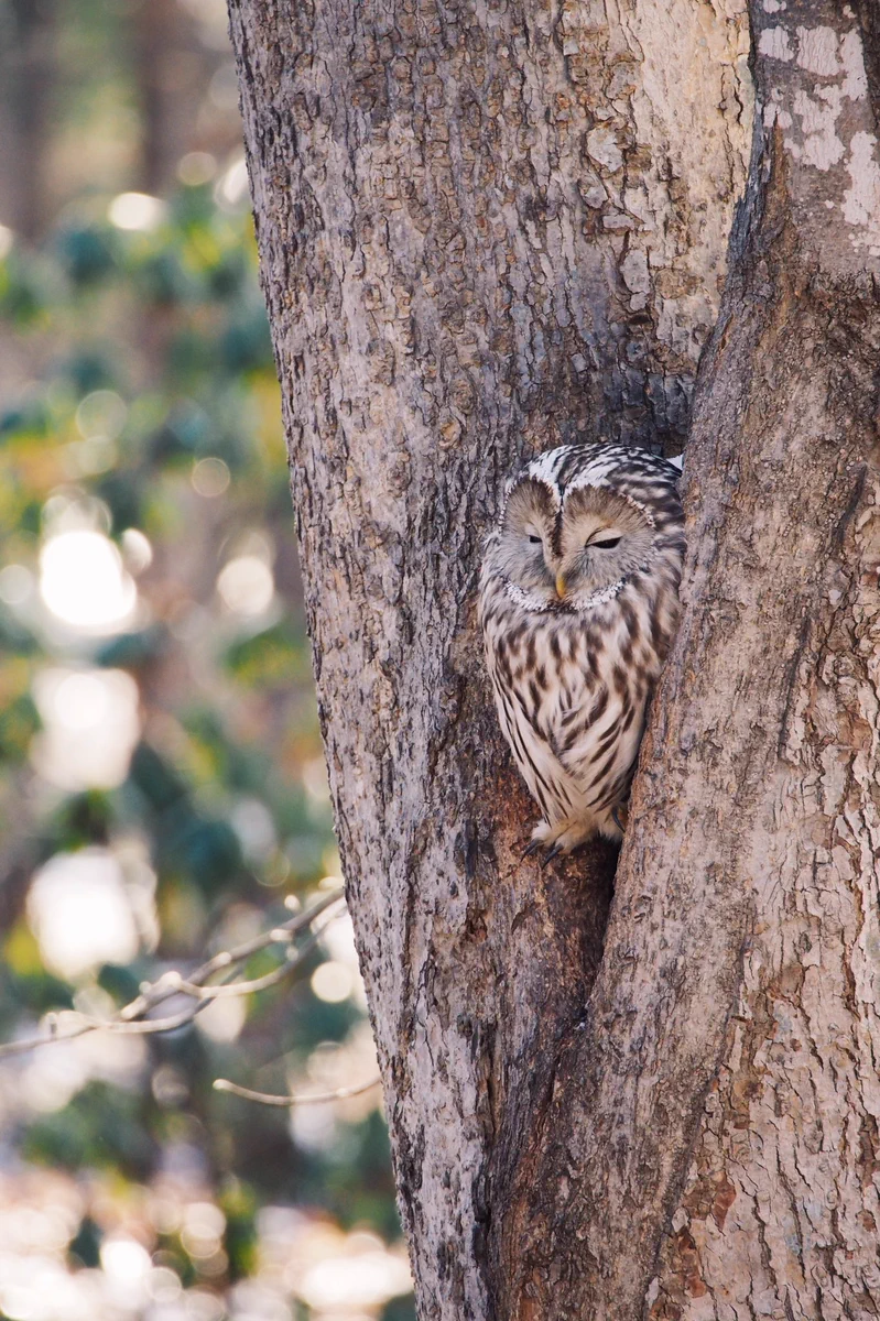 フクロウの癒し画像！ちっちゃな足に注目・かわいい