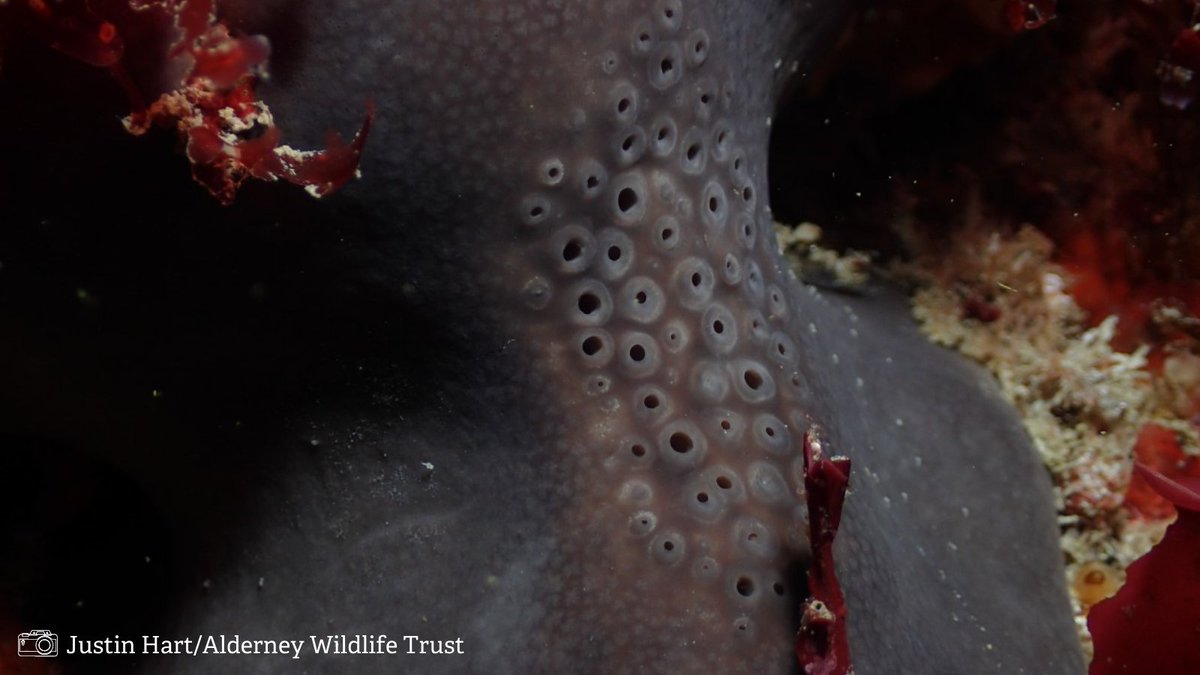 LivingSeasNW's tweet photo. Today's #SpeciesSunday animal is named after an 🐘; it's the elephant's hide sponge!

🐘 This large rounded sponge gets its name from the blue-violet or grey colour of its surface, which makes it look like an elephant's ear or hide.

#SpeciesFactFile #MarineLife #Sponge https://t.co/fH7NKSKMc3