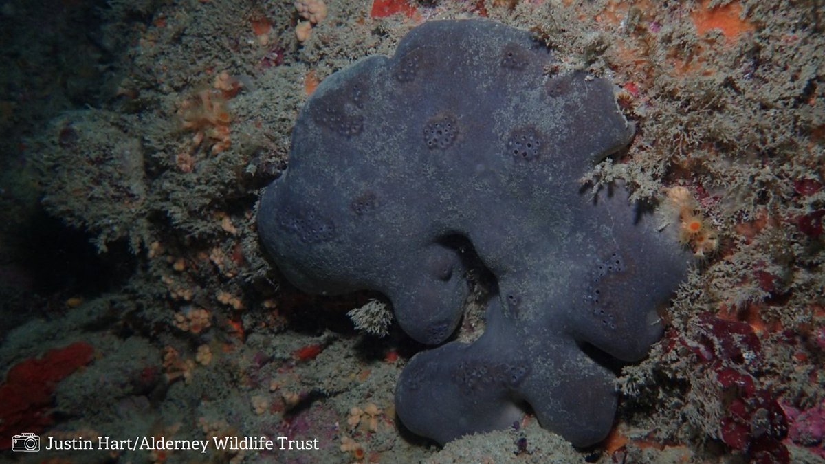 LivingSeasNW's tweet photo. Today's #SpeciesSunday animal is named after an 🐘; it's the elephant's hide sponge!

🐘 This large rounded sponge gets its name from the blue-violet or grey colour of its surface, which makes it look like an elephant's ear or hide.

#SpeciesFactFile #MarineLife #Sponge https://t.co/fH7NKSKMc3