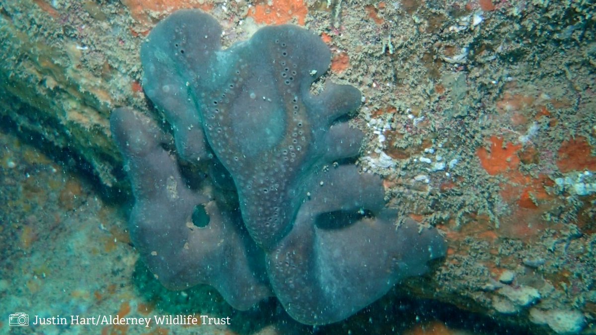 LivingSeasNW's tweet photo. Today's #SpeciesSunday animal is named after an 🐘; it's the elephant's hide sponge!

🐘 This large rounded sponge gets its name from the blue-violet or grey colour of its surface, which makes it look like an elephant's ear or hide.

#SpeciesFactFile #MarineLife #Sponge https://t.co/fH7NKSKMc3