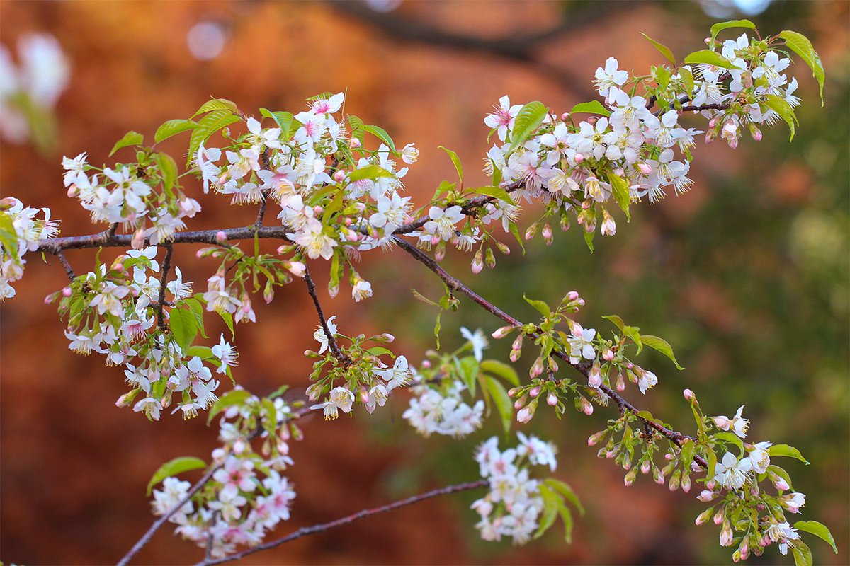 長居植物園 Ar Twitter 冬に 桜 園内では ヒマラヤザクラ が咲いています 日本の サクラ ではなく ヒマラヤ地方の高山帯に分布するサクラです 一般的に桜といえば春ですが コチラは冬に咲きます 冬に桜を見ることができるなんて なんだか贅沢ですね この