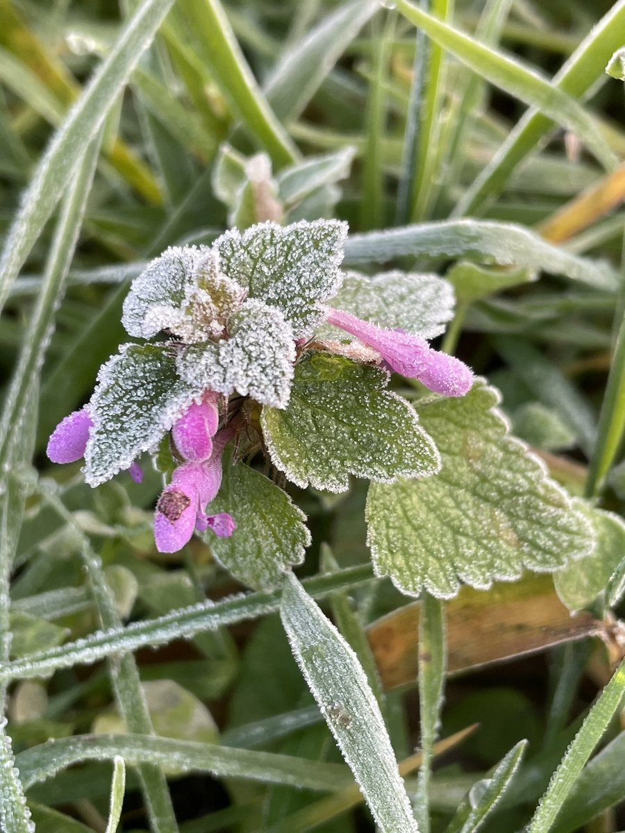 Al weer zin in de Kersttijd! Plantenjacht.nl